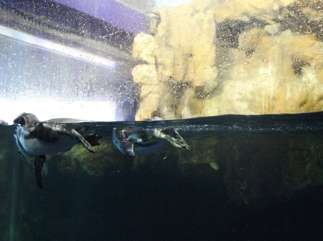 巴塞罗那水族馆-巴塞罗那必去景点
