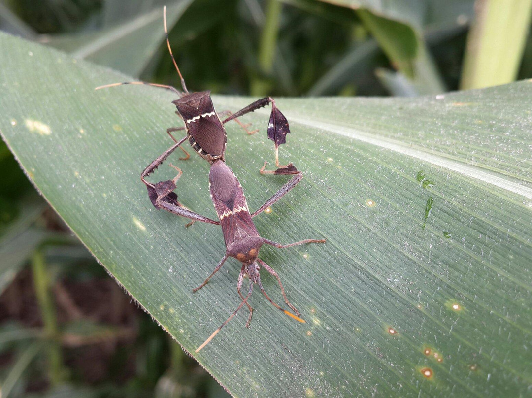 Jardin Botanico Eloy Valenzuela-Floridablanca必去景点