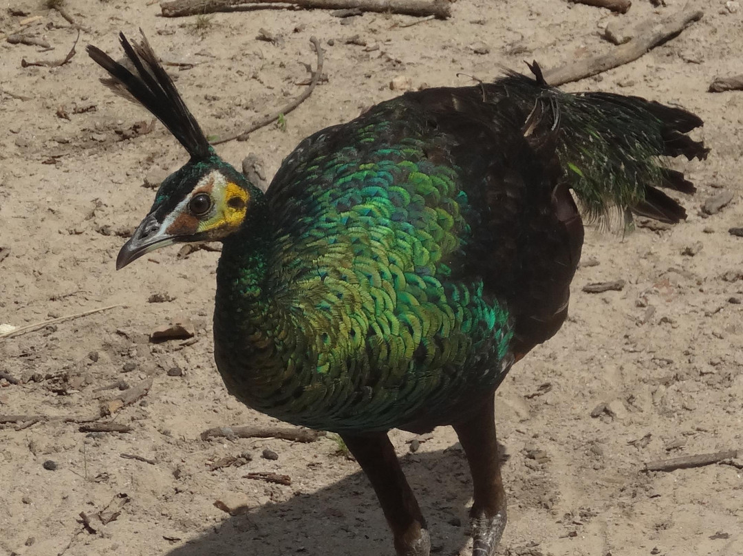 金边野生动物园-金边必去景点