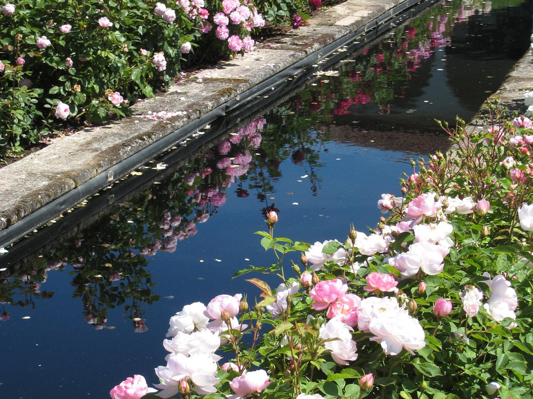 David Austin Roses景点图片