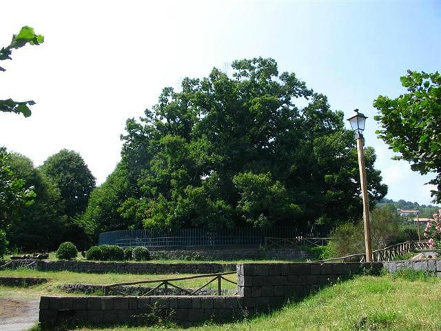 Hundred Horse Chestnut景点图片