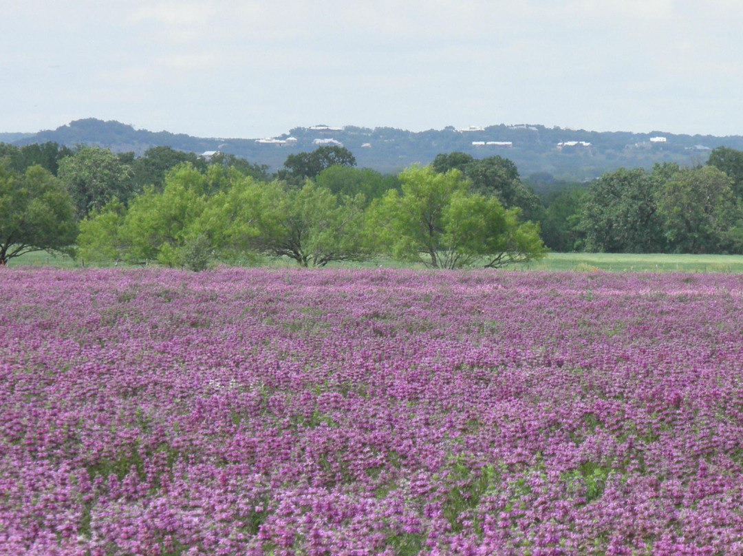 Fredericksburg Visitor Information Center-弗雷德里克斯堡必去景点
