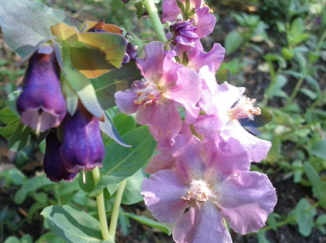 Leaming's Run Gardens景点图片