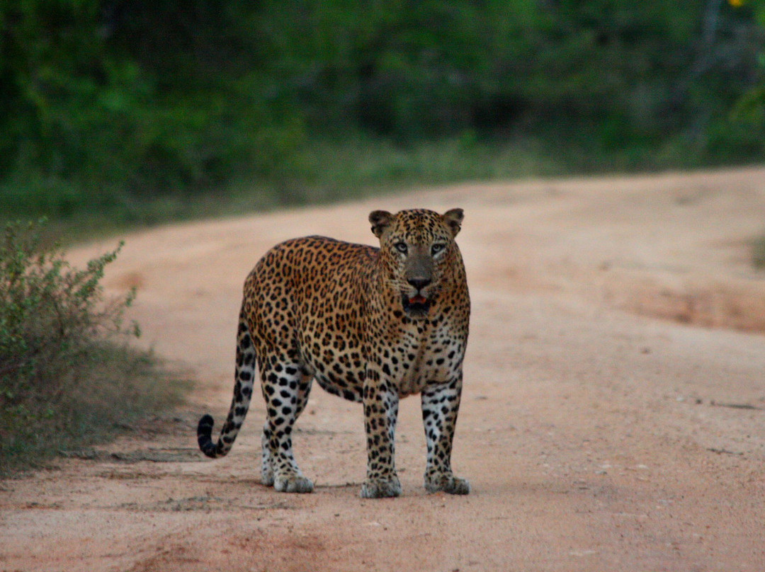 Yala Safari Holidays - Private Game Drives-雅拉国家公园必去景点
