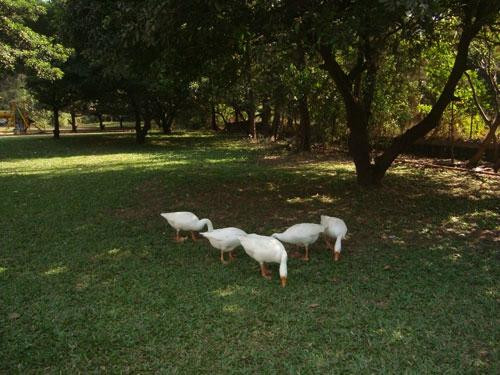 Hirwa Van Gardens-锡尔瓦萨必去景点