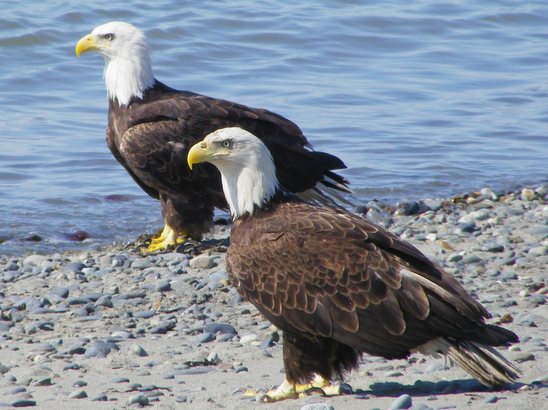 Ninilchik Charters - Day Tours-荷马必去景点