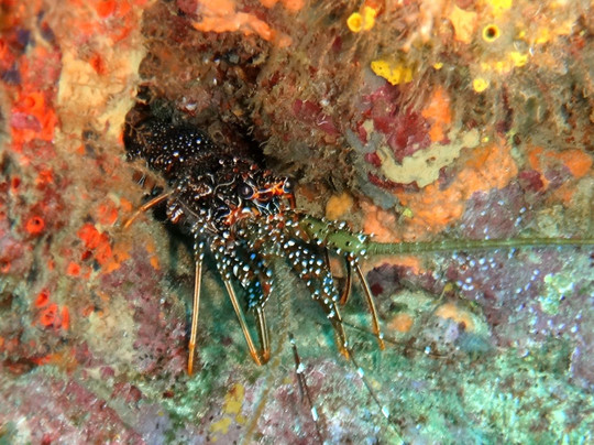 R & Sea Diver's Company-克朗波因特必去景点