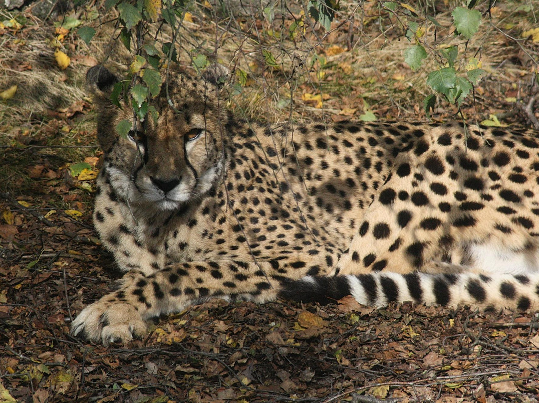 Beekse Bergen Safari Park-希尔法伦贝克必去景点