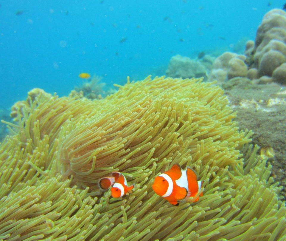 Scuba Duba Doo Dive Center-库塔必去景点