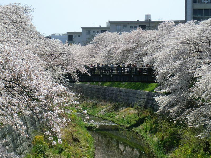 山崎川四季之道-名古屋市必去景点