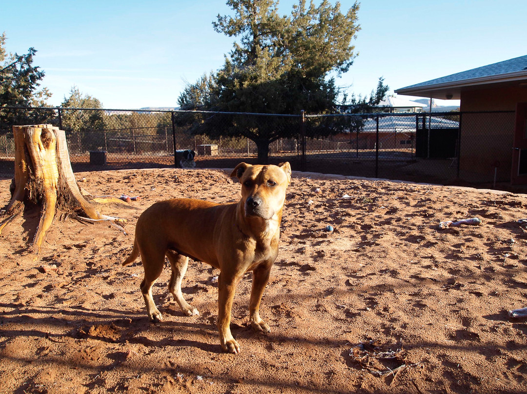 Best Friends Animal Sanctuary-卡纳布必去景点
