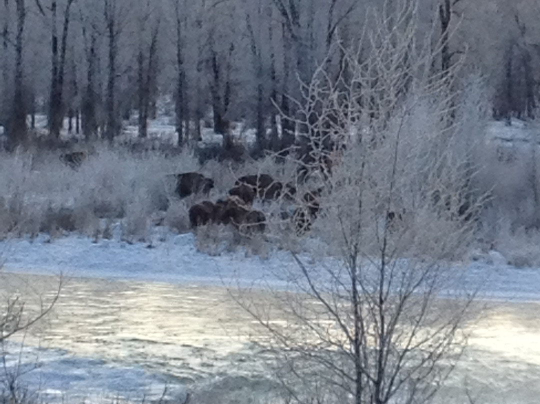 Jackson Hole Eco Tour Adventures景点图片