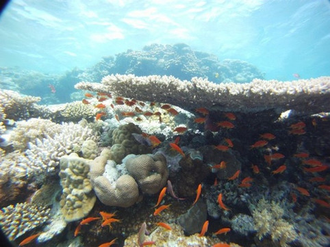 Colona Divers-赫尔格达必去景点