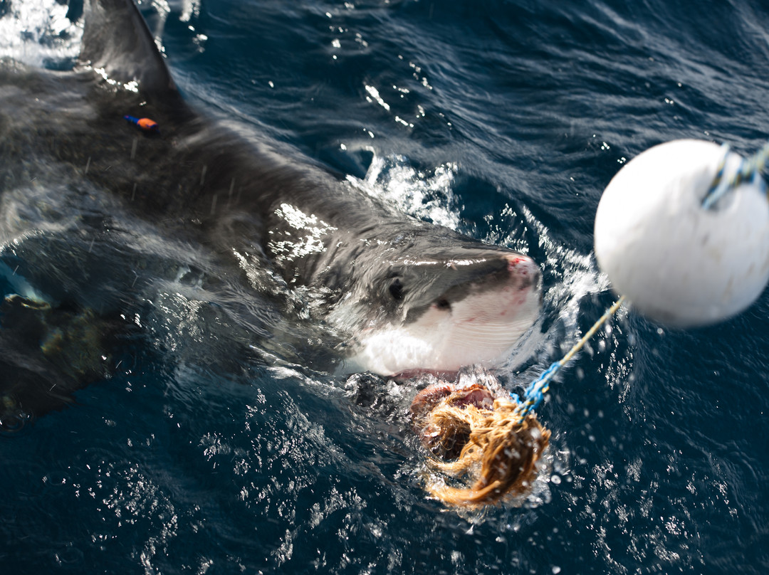 Rodney Fox Shark Expeditions景点图片