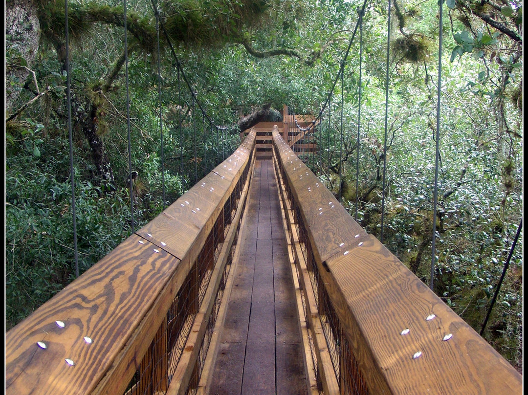 Myakka Canopy Walkway-萨拉索塔必去景点