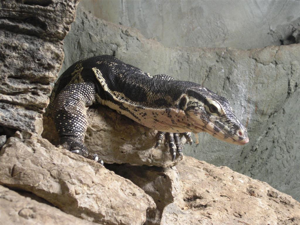 Reptilia Zoo and Education Centre Vaughan景点图片