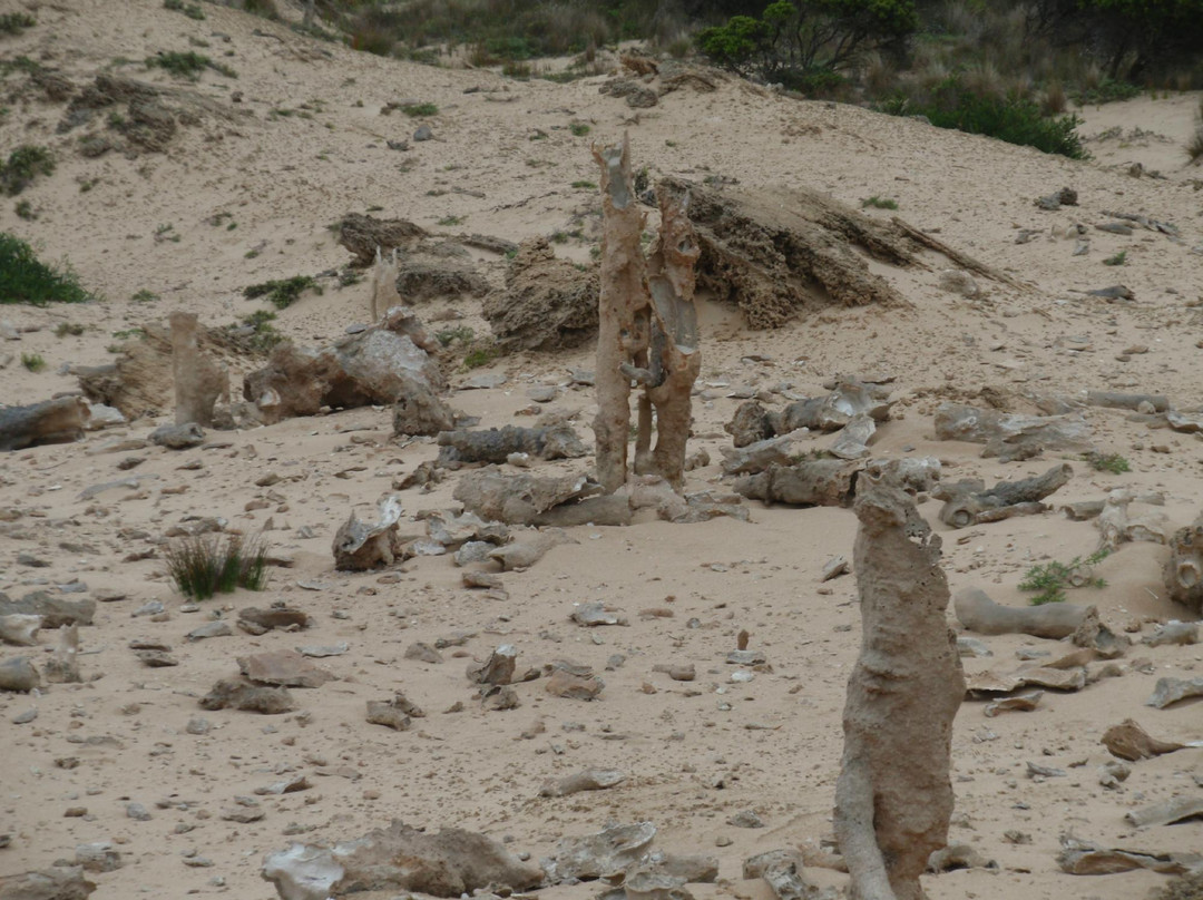 Calcified Forest-King Island必去景点