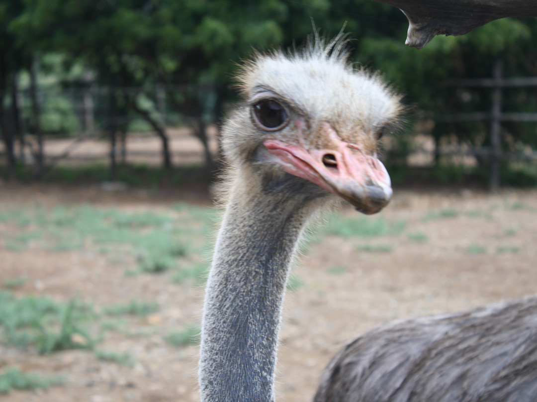 Aruba Ostrich Farm-奥腊涅斯塔德必去景点