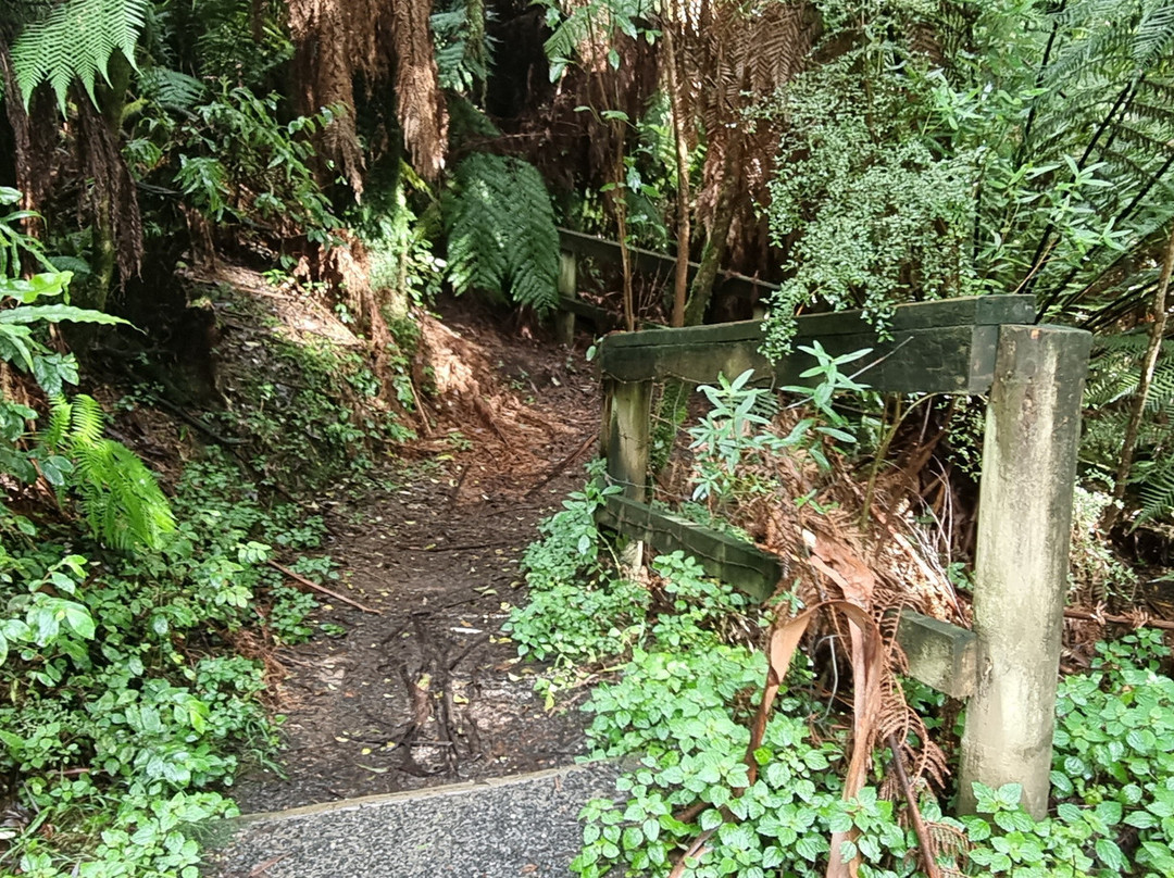 Tarra Bulga National Park景点图片