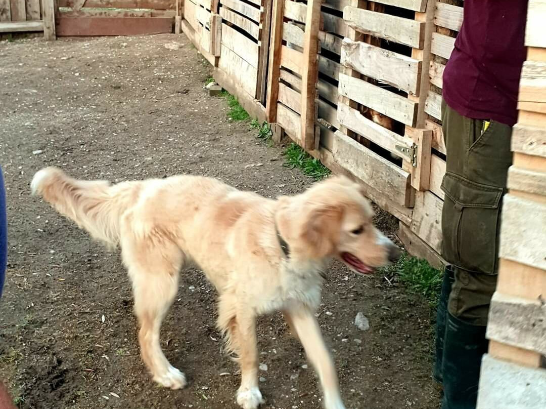 Yesil Kelebek Ev主图