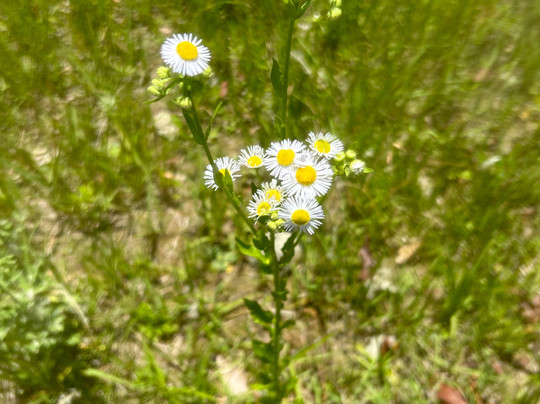 Juniper Bed & Breakfast主图