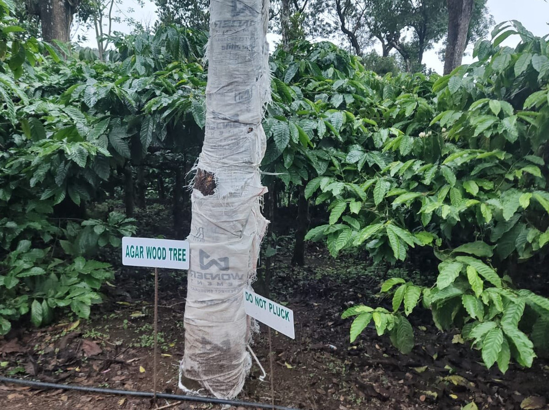Coffee Plantation Walk景点图片