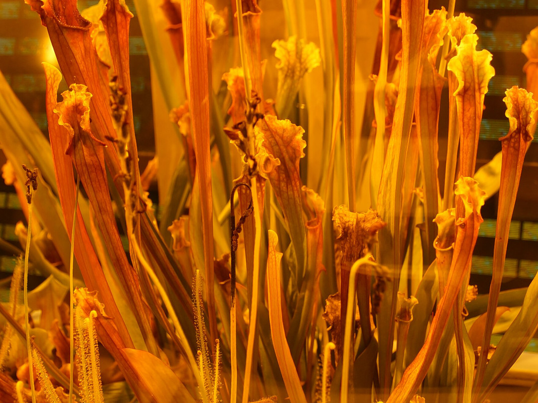Micropolis La Cite Des Insectes-Saint-Leons必去景点