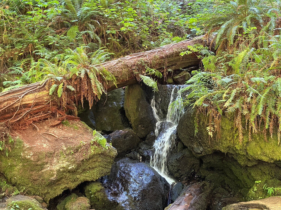 Trillium Falls Hike景点图片