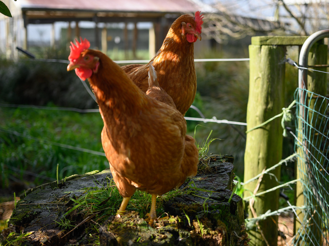 Penhaven Farm Stay主图