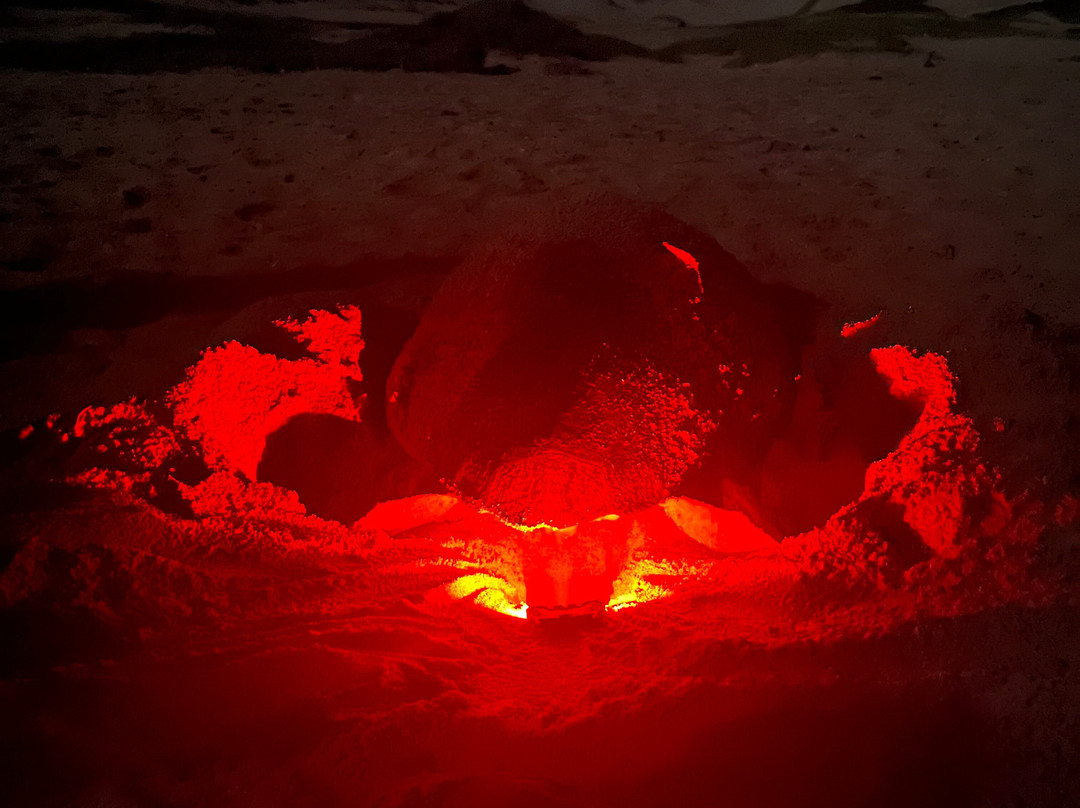 Sealife Experience Turtle Watching-圣塔玛丽亚必去景点