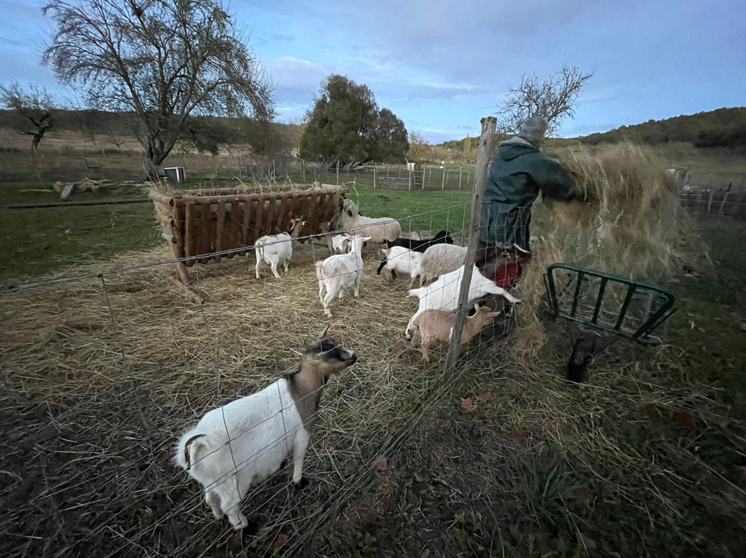 La Ferme des Petites Oreilles