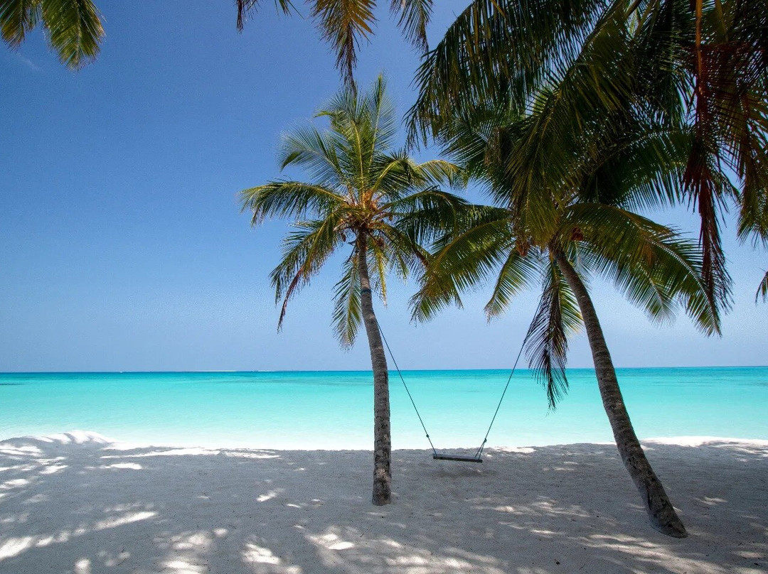 Blue Coral Vashafaru主图