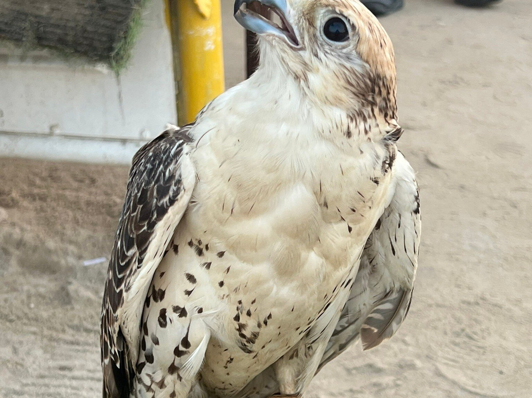 Doha Tourism-多哈必去景点