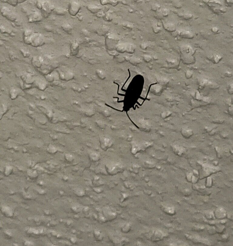 Days Inn & Suites by Wyndham Bloomington/Normal IL主图