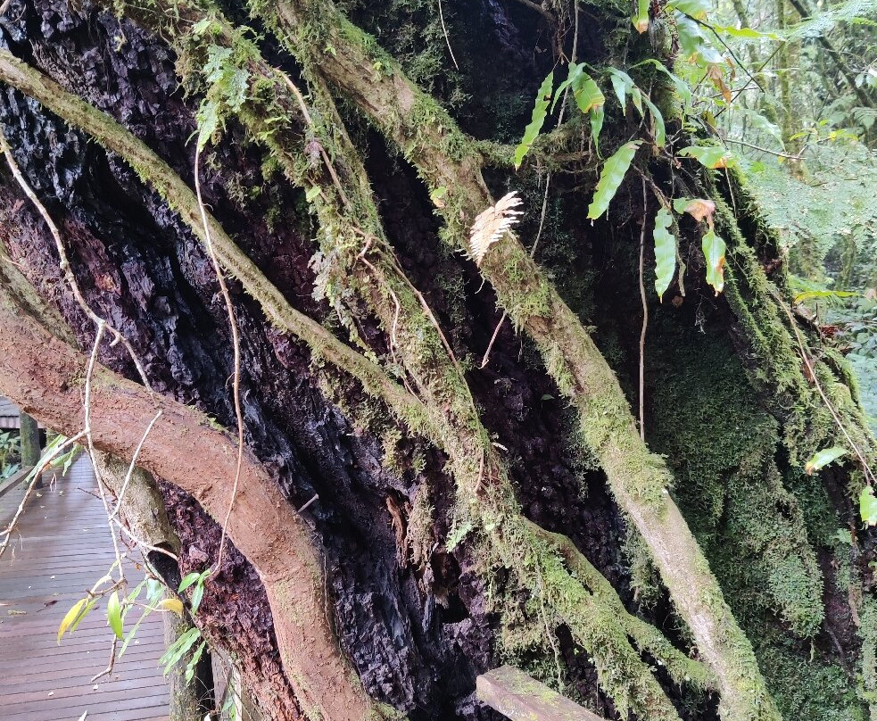 Nature Trails Ang Ka-宗通必去景点