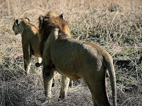 Kalaita Adventures-阿鲁沙必去景点