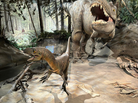 Hammerhead Scenic Tours-卡尔加里必去景点