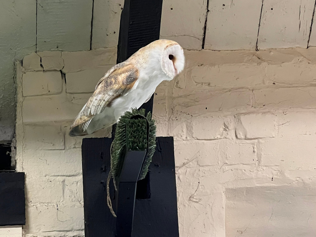 Yarak Bird of Prey-Cullompton必去景点