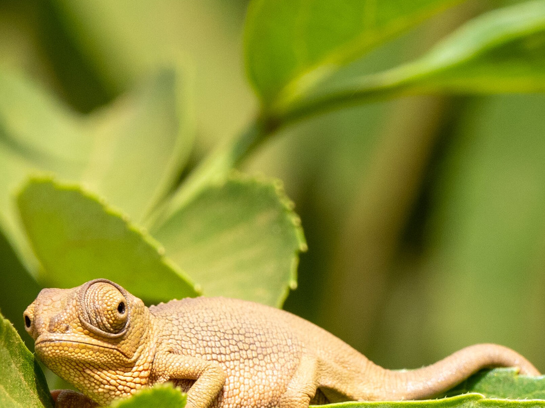 Respect Hiking Tours & Safari.-卢绍托必去景点