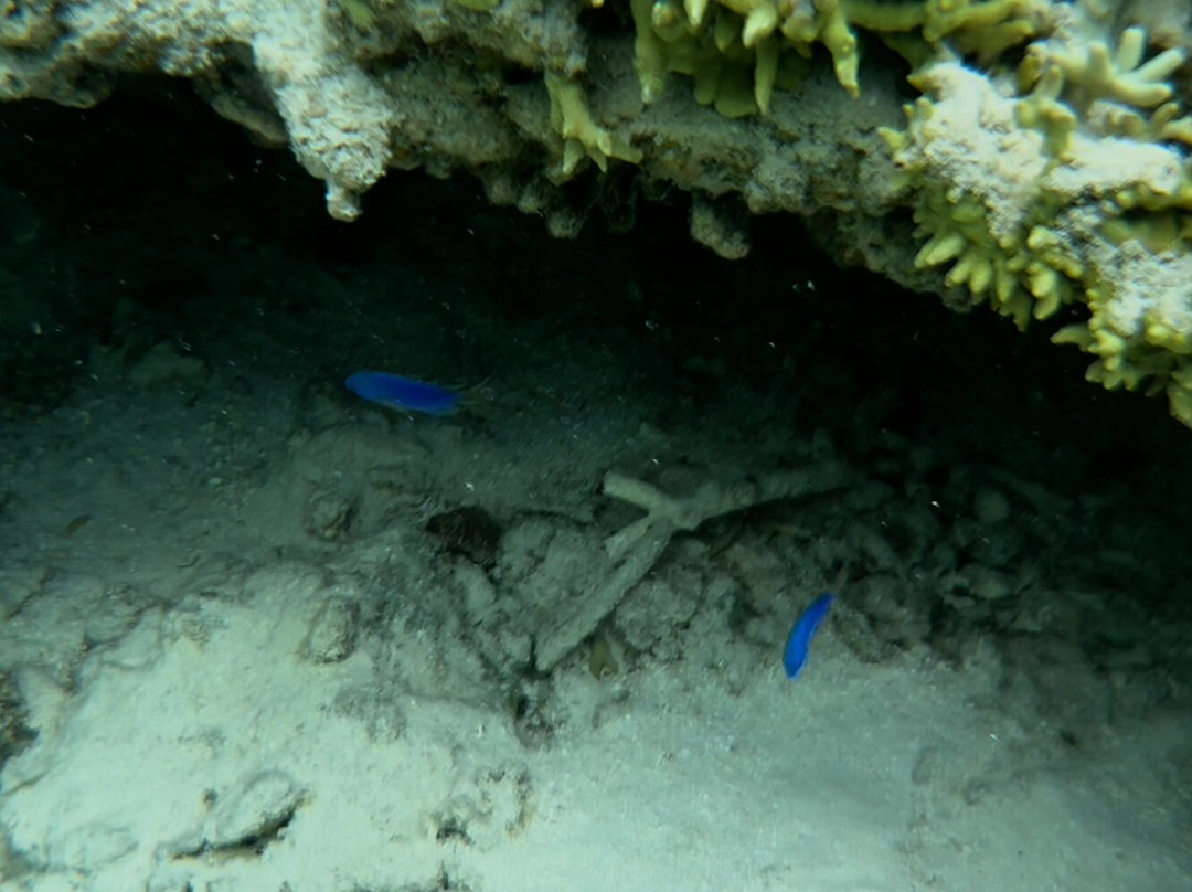 Scout Park-West Island必去景点