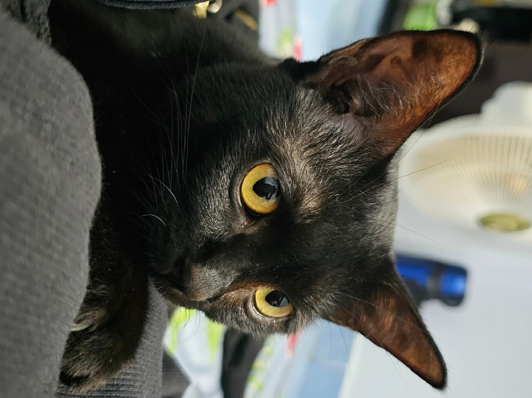 The Coastguard House At Tigh T.P.主图