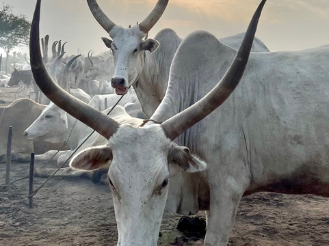 Metro Safaris-Juba必去景点