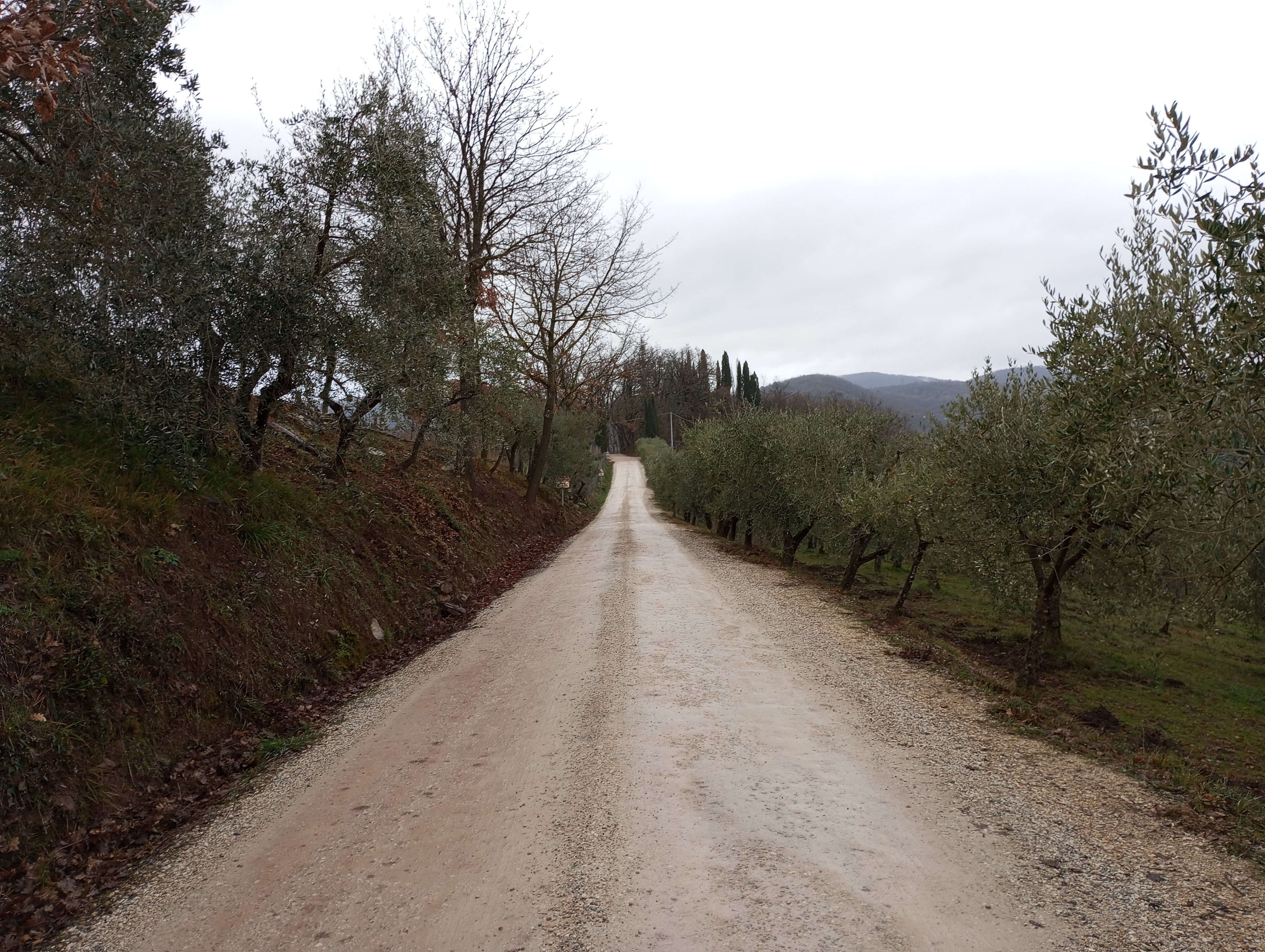 Lionforti da Vico-官方