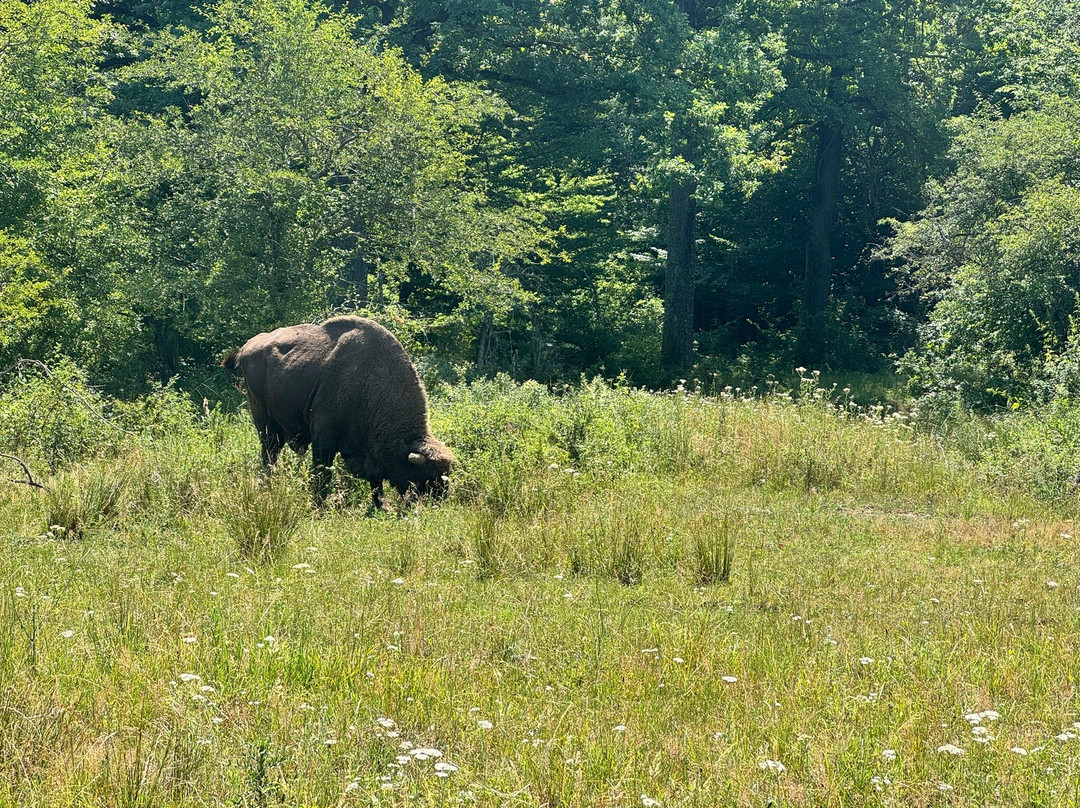 Neagra Bison Reservation景点图片