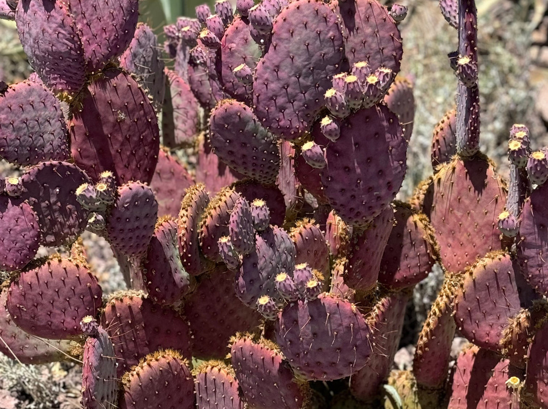 Fifth Avenue-斯科茨代尔必去景点