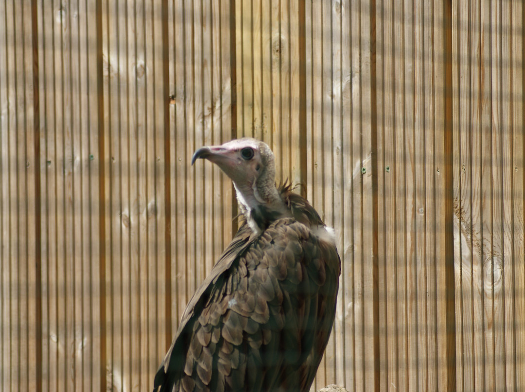 Suffolk Owl Sanctuary-Stonham Aspal必去景点