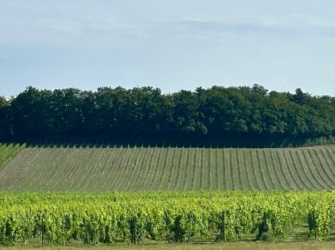 Denbies Vineyard Hotel主图