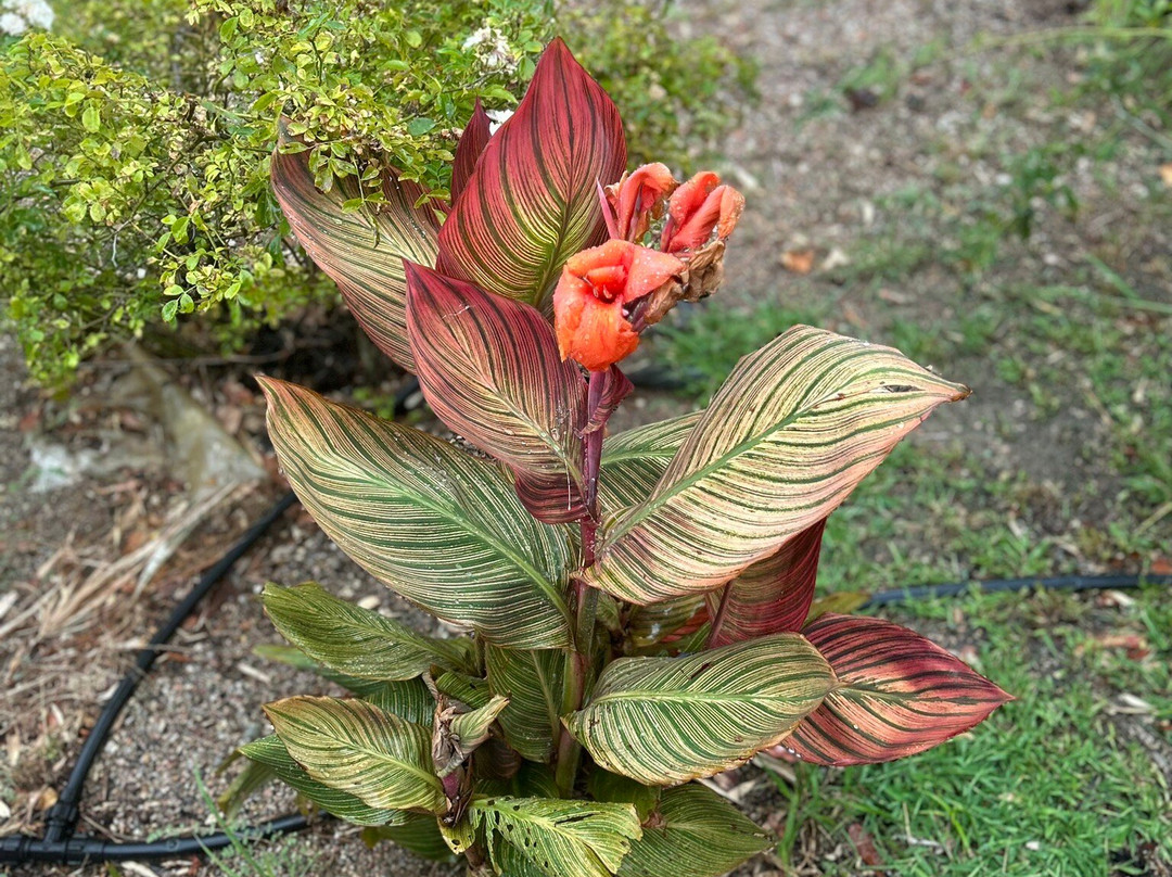 Jardin Exotique景点图片