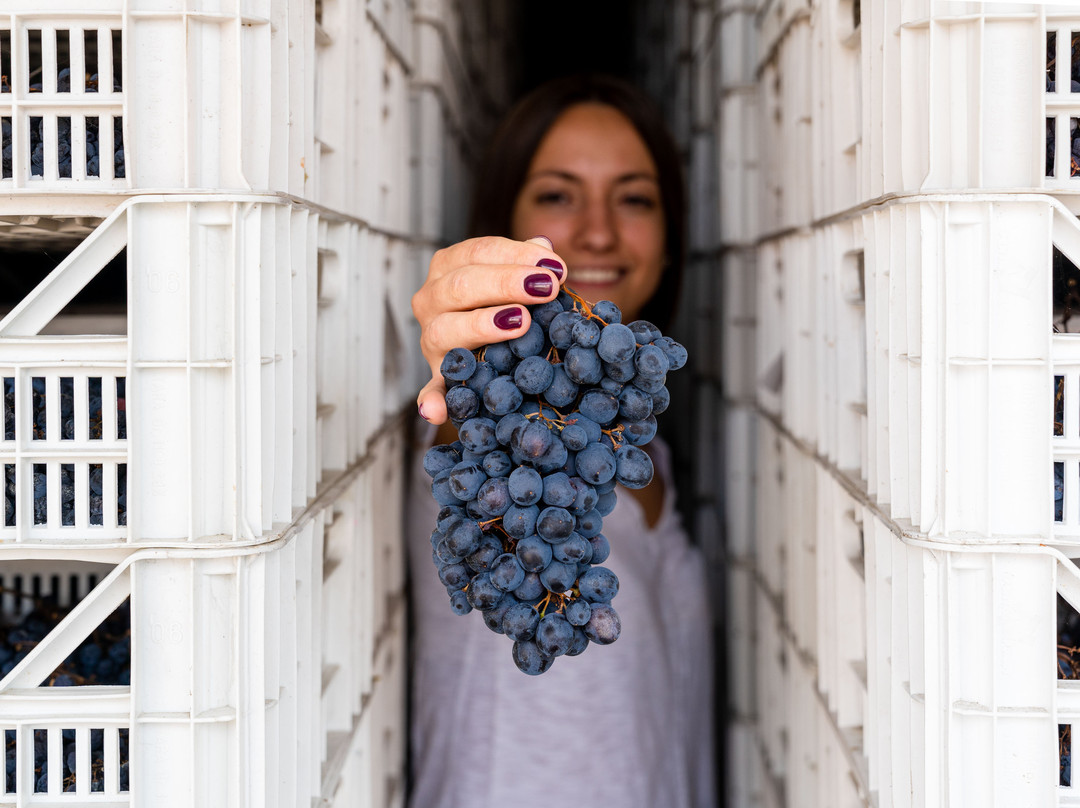 Le Guaite Di Noemi Winery景点图片