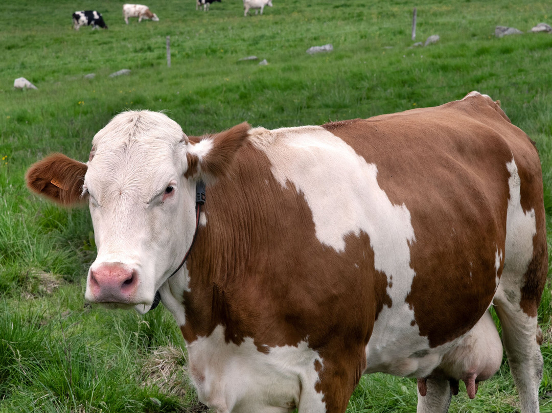 Le Col De La Schlucht-Le Valtin必去景点